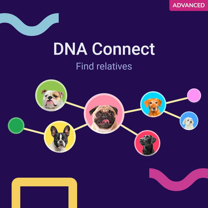 Advanced DNA test for dogs